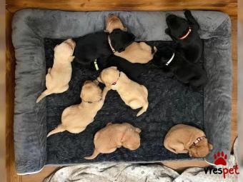 Ράτσα: Γιόρκσάϊρ τεριέ - Yorkshire Terrier | Ηλικία: 2,5 μηνών | Φύλο: Αρσενικό | Αρ. Microchip: 34356342567 | Εκπαιδευμένο | Περιοχή: Αττική